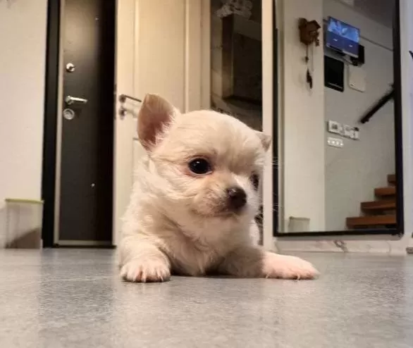 Sevimli Ve Eğitimli Chihuahua Yavrular