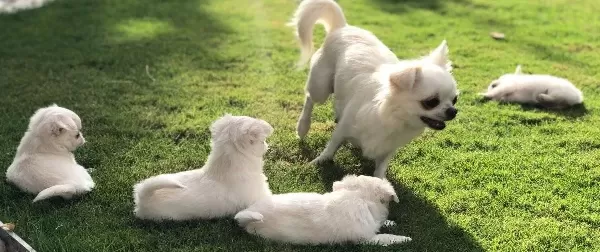 Sevimli Ve Eğitimli Chihuahua Yavrular