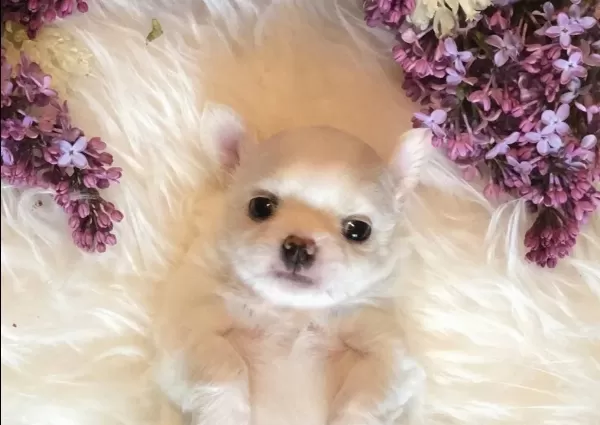 Sevimli Ve Eğitimli Chihuahua Yavrular