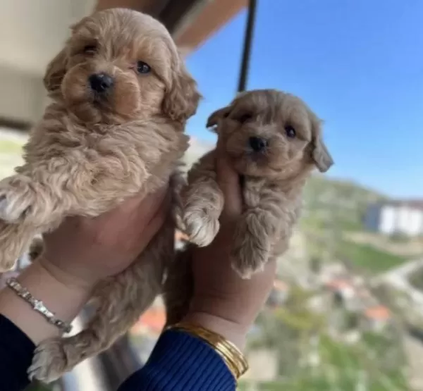 Fıstık Kahvesi Mini Maltipoo