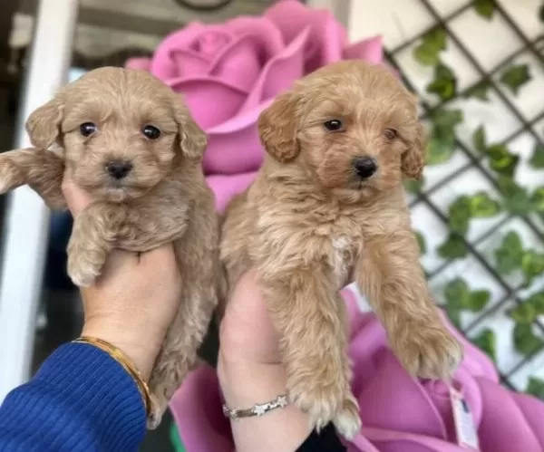 Fıstık Kahvesi Mini Maltipoo