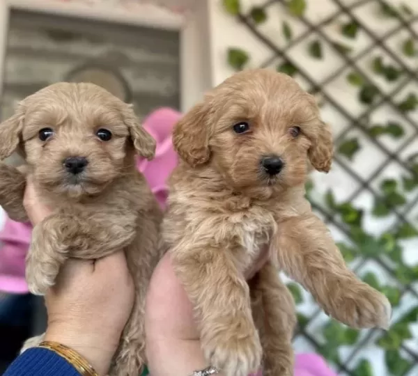 Fıstık Kahvesi Mini Maltipoo
