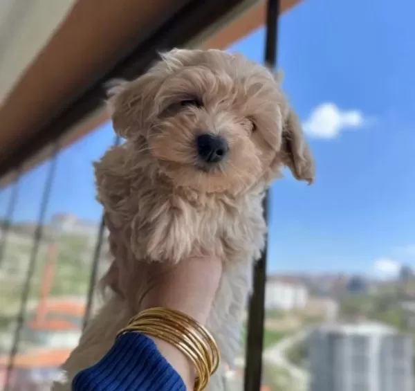 Fıstık Kahvesi Mini Maltipoo