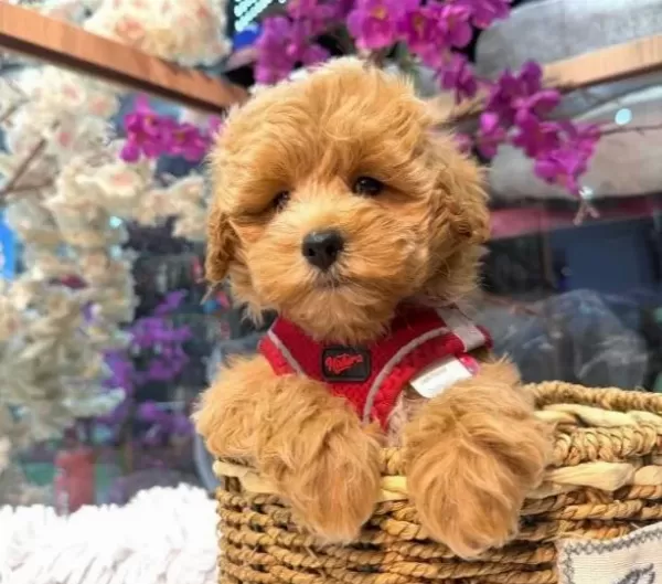 Winnie The Pooh Benzeri Maltipoo