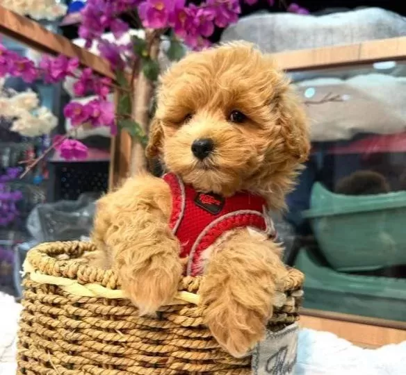 Winnie The Pooh Benzeri Maltipoo