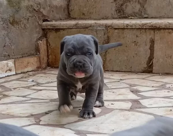 A Kalite Blue Cane Corso