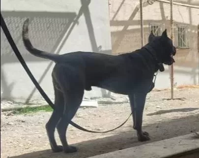 A Kalite Blue Cane Corso