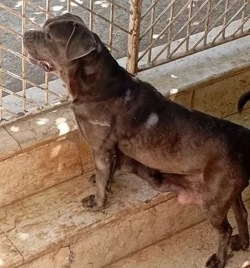 A Kalite Blue Cane Corso