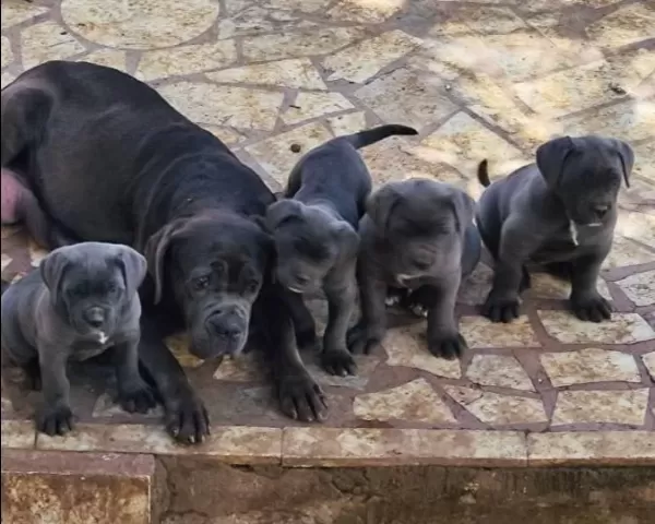 A Kalite Blue Cane Corso