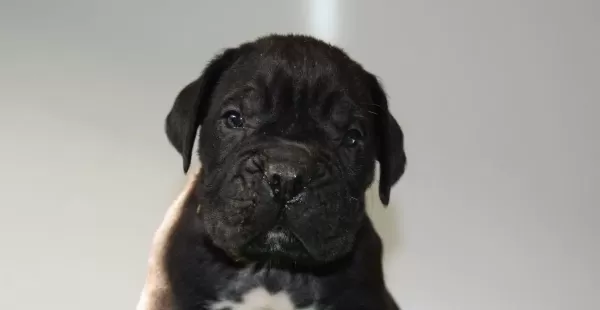Sampiyon Kan Hattı Secereli Siyah Cane Corso Yavruları