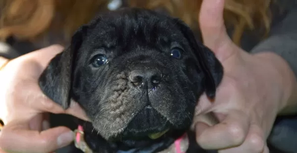 Sampiyon Kan Hattı Secereli Siyah Cane Corso Yavruları