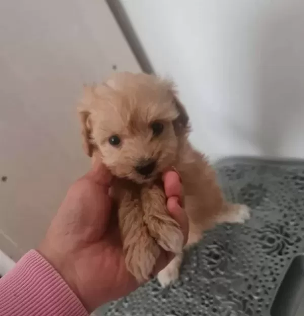 Saglıklı Maltipoo Yavruları