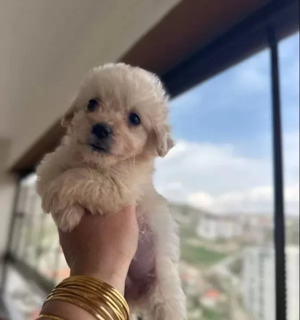 Beyaz Maltipoo Yavrularımız