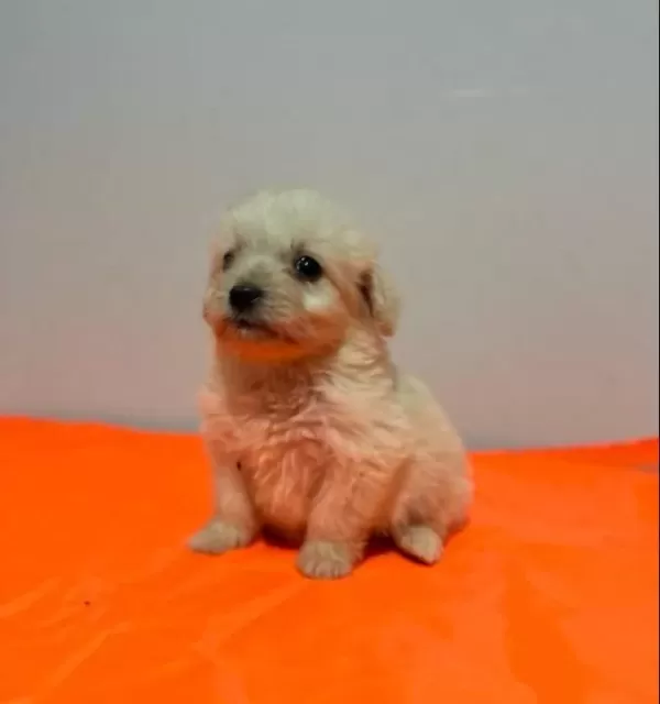 Beyaz Maltipoo Yavrularımız