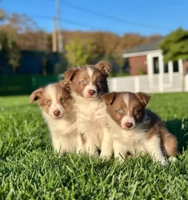 En Sevimli Border Collie Yavruları Istanbul