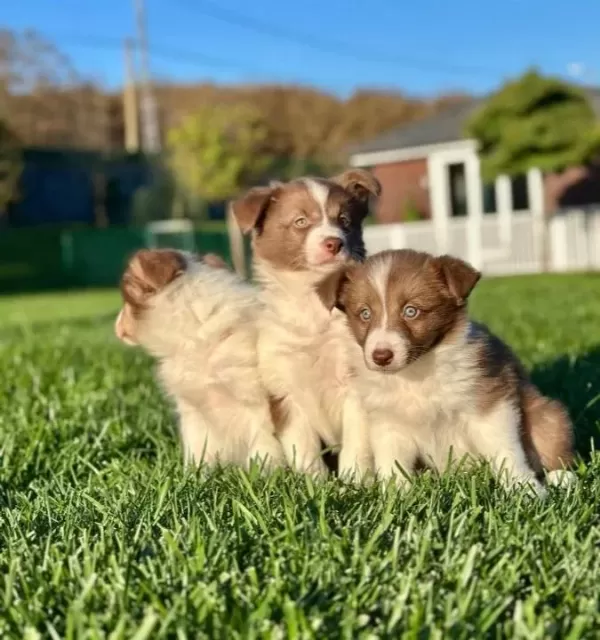 En Sevimli Border Collie Yavruları Istanbul