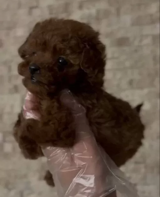 Show Kalite Fincan Boy Kızıl Poodle