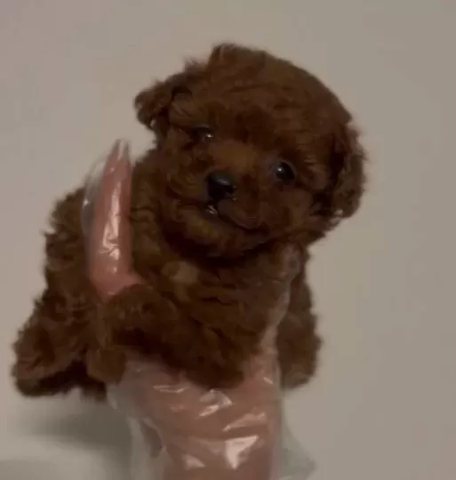 Show Kalite Fincan Boy Kızıl Poodle