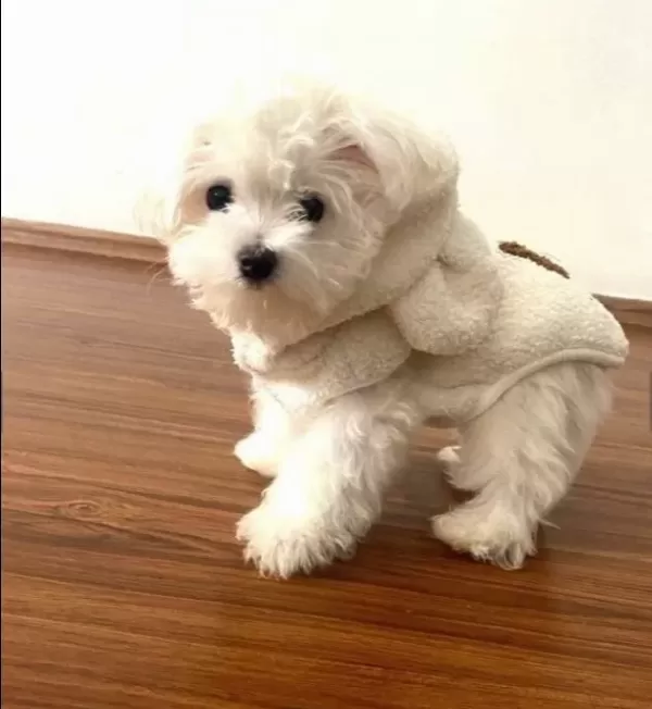 Teacup Kore Maltese Terrier