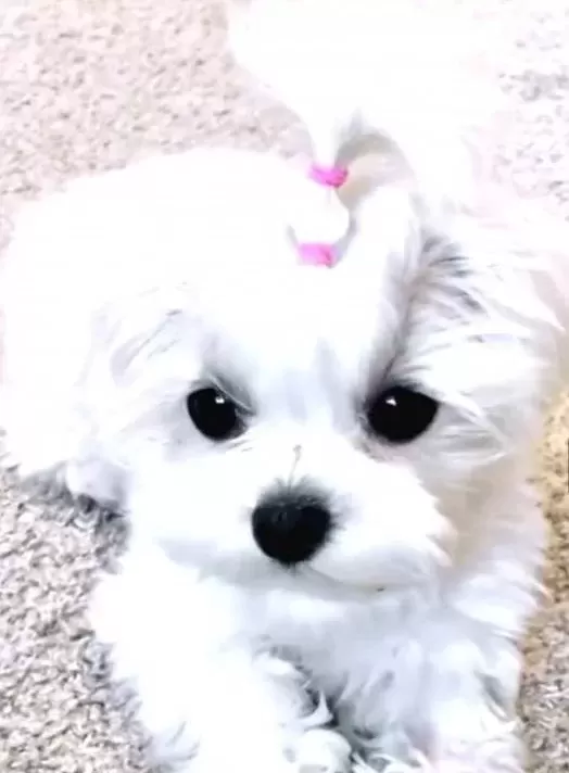 Teacup Kore Maltese Terrier