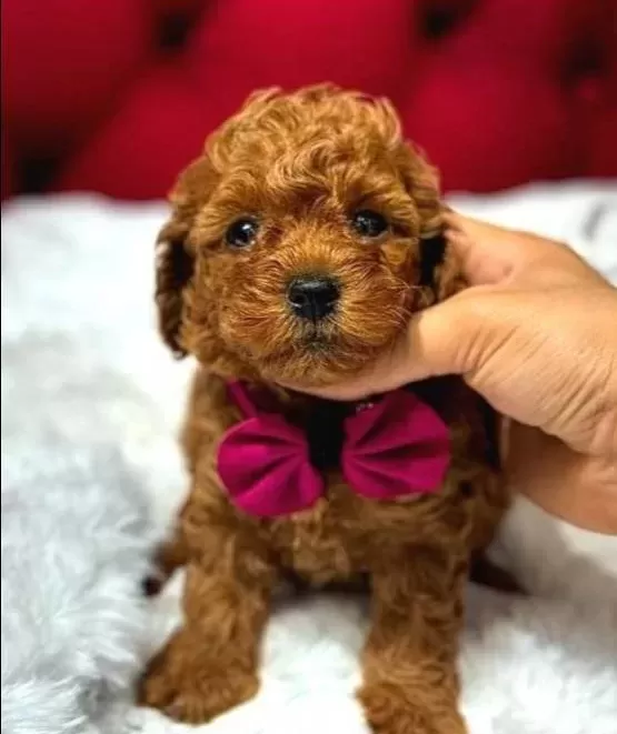 Kızıl Kürk Dokulu Kore Teacup Poodle Yavruları