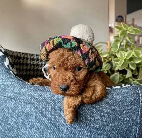 Kızıl Kürk Dokulu Kore Teacup Poodle Yavruları