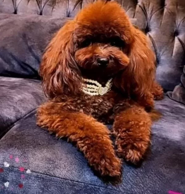Kızıl Kürk Dokulu Kore Teacup Poodle Yavruları