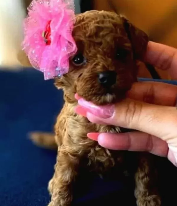 Kızıl Kürk Dokulu Kore Teacup Poodle Yavruları