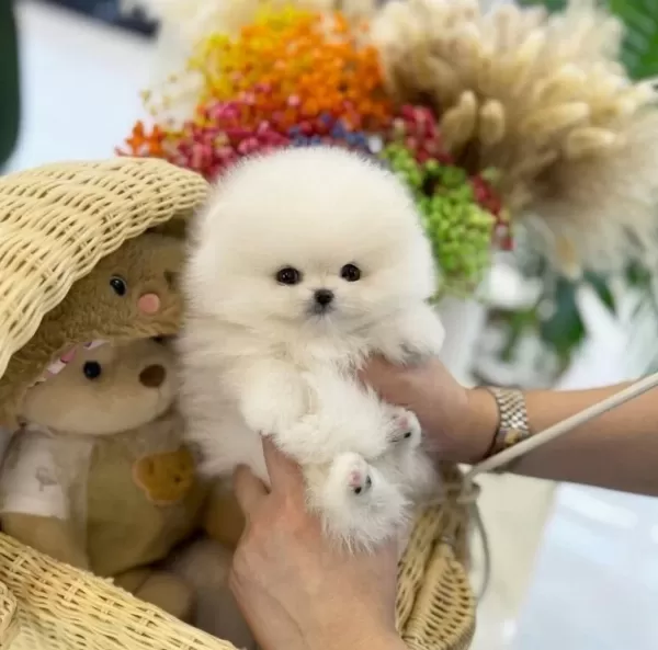 Turkiyenin En Ozel Pomeranian Boo Bebekleri