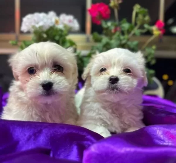 tüy Dokmeyen Anti Alerjik Maltese Terrier Yavruları