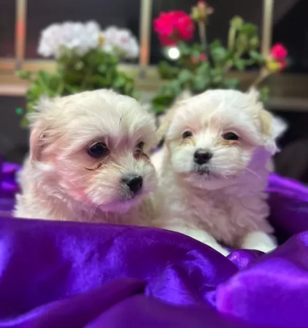 tüy Dokmeyen Anti Alerjik Maltese Terrier Yavruları