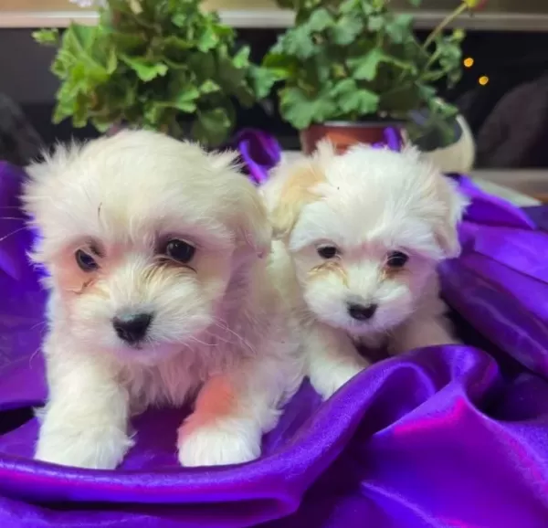 tüy Dokmeyen Anti Alerjik Maltese Terrier Yavruları