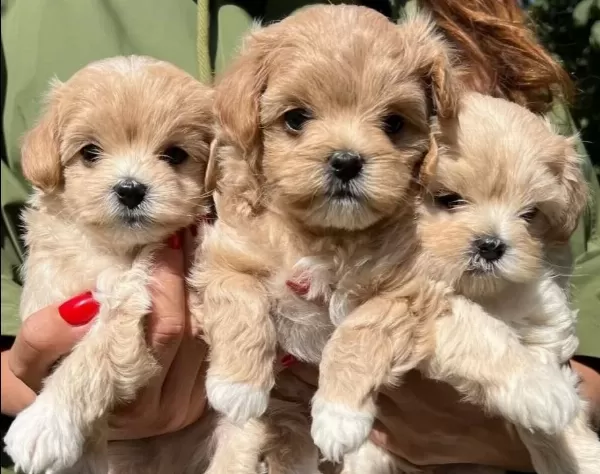 Dunya Tatlısı Maltipoo Yavrular Magazamızdan Sizlerle