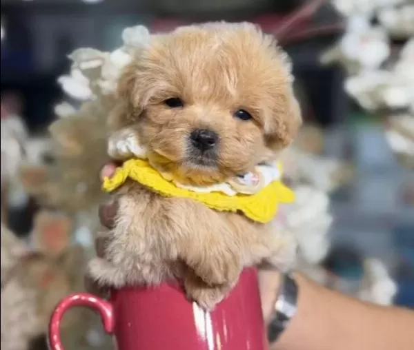 Dunya Tatlısı Maltipoo Yavrular Magazamızdan Sizlerle