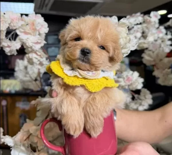 Dunya Tatlısı Maltipoo Yavrular Magazamızdan Sizlerle