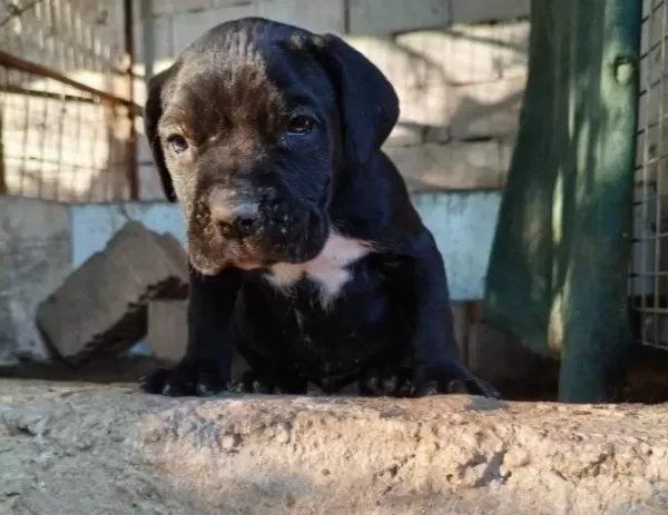 Dolgun Ve Saglam Cane Corso Yavruları