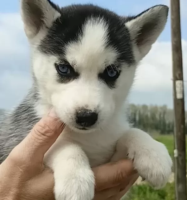 Husky Yavrularımız Yeni Sahibini Ariyor
