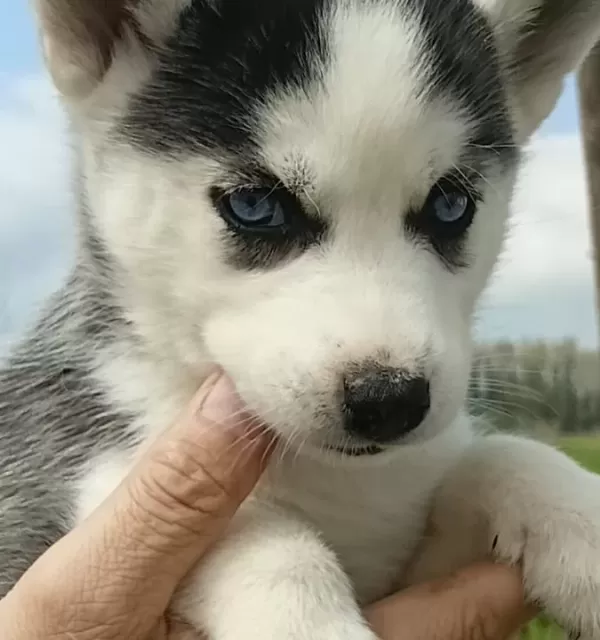 Husky Yavrularımız Yeni Sahibini Ariyor