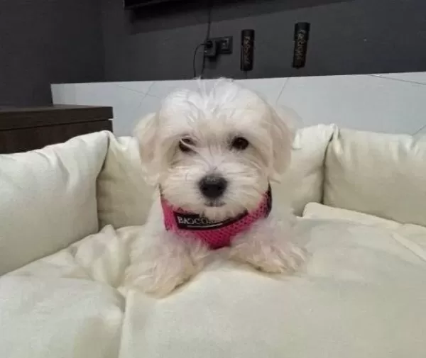 Bembeyaz Kore Kan Maltese Terrier Mini Boy Yavru