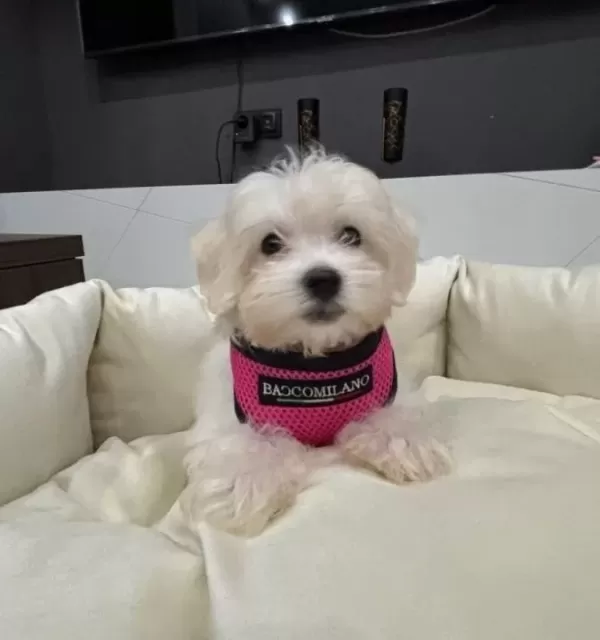 Bembeyaz Kore Kan Maltese Terrier Mini Boy Yavru