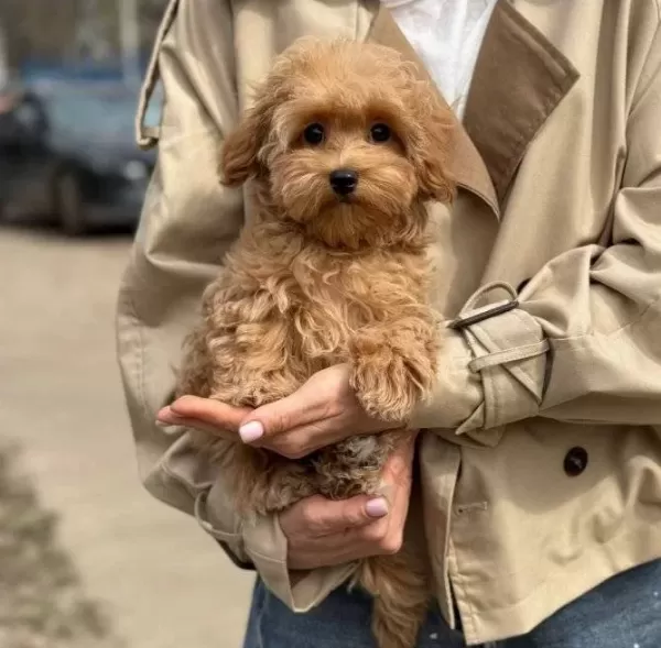 Ev Sıcaklıgında Buyuyen Kızıl Kurklu Oyuncak Poodle