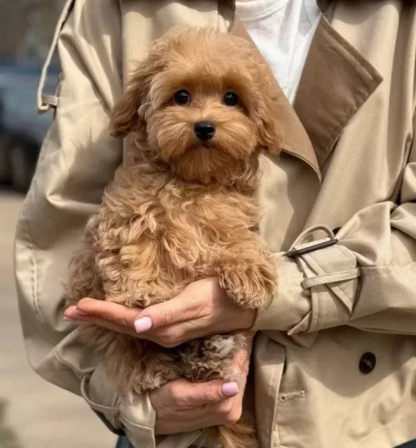 Ev Sıcaklıgında Buyuyen Kızıl Kurklu Oyuncak Poodle