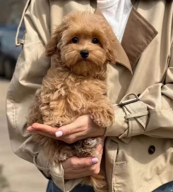 Ev Sıcaklıgında Buyuyen Kızıl Kurklu Oyuncak Poodle