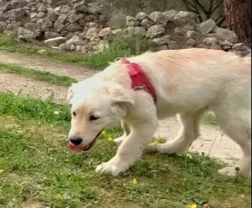 Enerjisi Bitmeyen Dost Golden Retriever