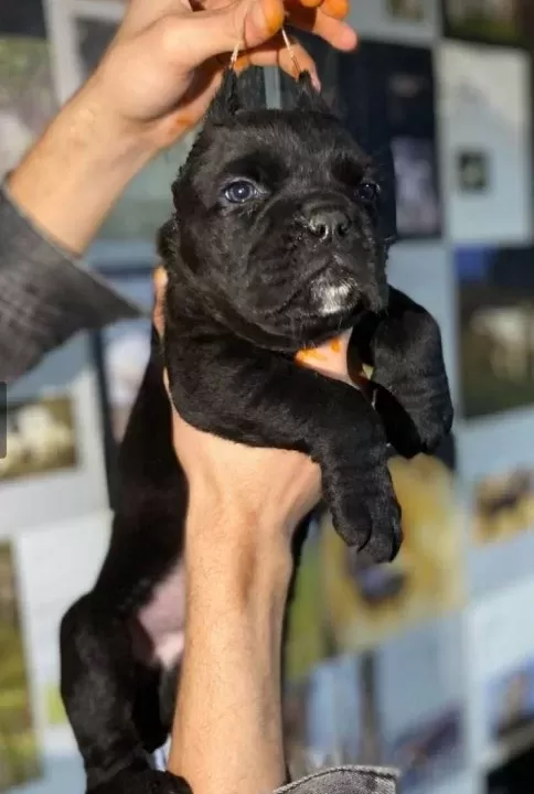 Cane Carso Yavrular Sağlık Ve Irk Garantili
