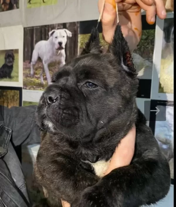 Cane Carso Yavrular Sağlık Ve Irk Garantili
