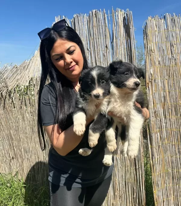 Zeka Kupu Border Collie Yavruları