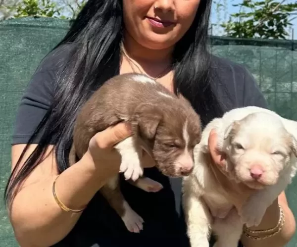 Safkan Kızıl Merle Border Collie Yavrularım