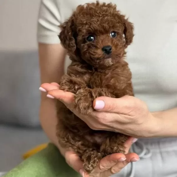 Kızıl Renk Ikonu Kıvırcık Red Toy Poodle Yavrusu