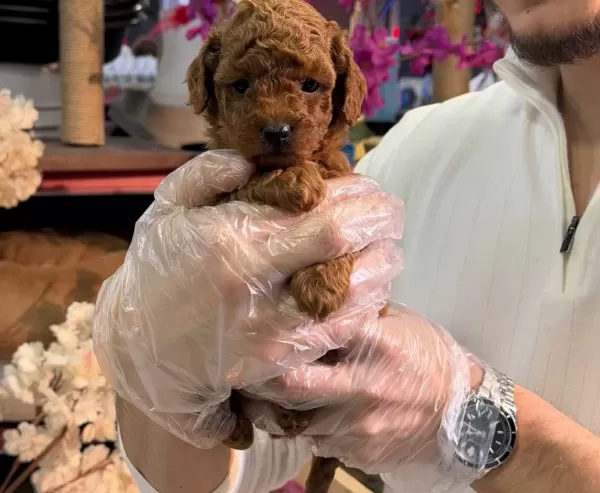 Toy Poodle Yavruları Minik Ve A Kalite Teacup
